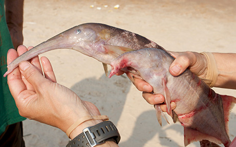 Este extraño pez utiliza su "trompa" para escarbar en el fondo del rio