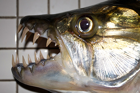 El pez tigre es un autentico "monstruo" de rio