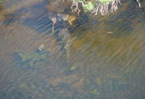 ¿Un caimán gigante en Alabama? Foto: Forteanzoology