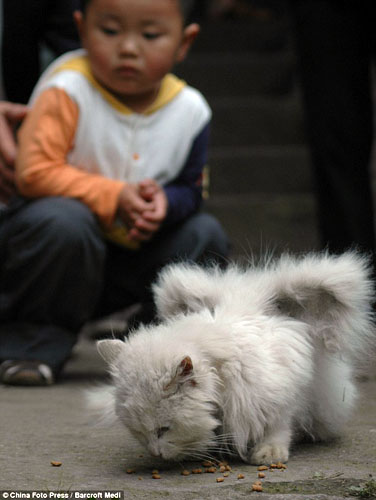 El gato esta sano y no parece tener ninguna enfermedad / PHOTOGRAPHY BY CHINA FOTO PRESS