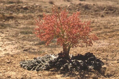 La Rheum palaestinum sólo s econtraba hasta ahora en Jordania. © Photo by Amikam Shoob, Tel-Aviv University 