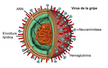 Esquema del virus