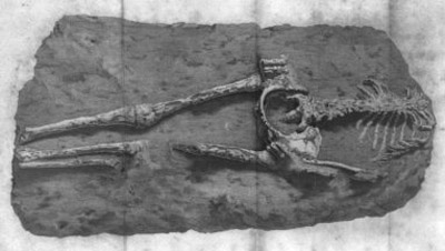 Uno de los esqueletos incrustado en la losa de piedra