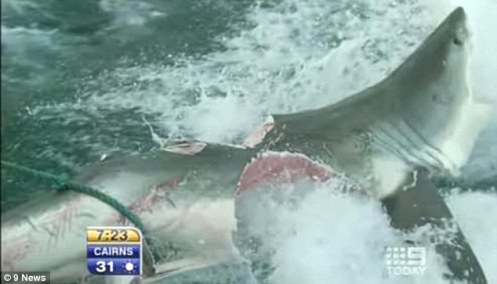 Tiburón blanco literalmente partido a la mitad por otro 