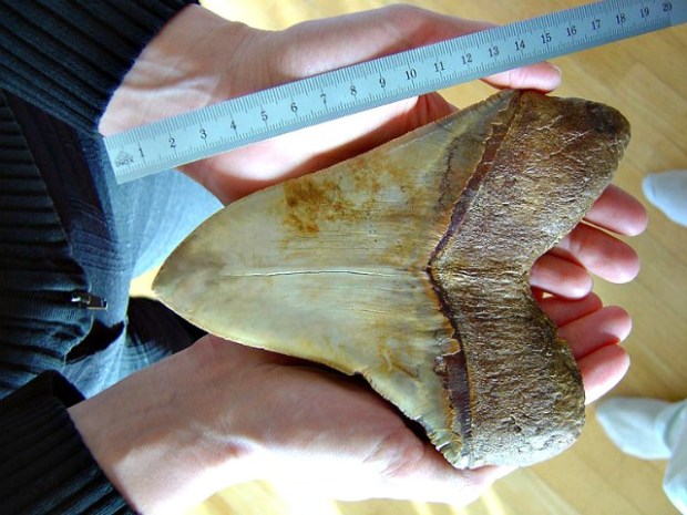 megalodon-tooth-size